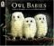 Owl babies