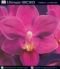 Ultimate Orchid (American Horticultural Society Practical Guides)