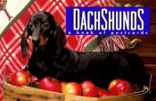 book cover of Dachshunds: A Book of Postcards by Andrews McMeel Publishing