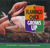 book cover of A Flamingo Chick Grows Up (Baby Animals) by Joan Hewett