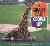 book cover of A Giraffe Calf Grows Up (Baby Animals) by Joan Hewett