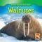 Walruses (Animals That Live in the Ocean)